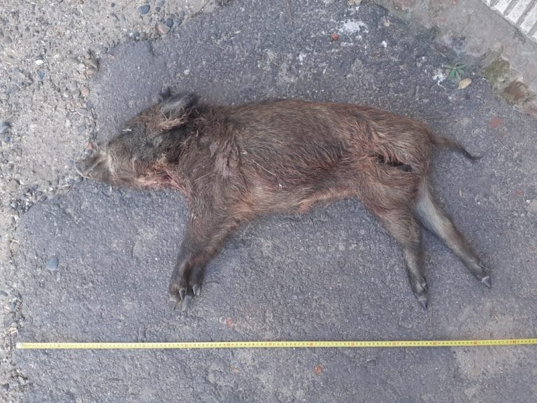 Eduardo Castex: detienen a 5 cazadores que llevaba 6 perros dentro de un vehículo y tenían un chancho jabalí