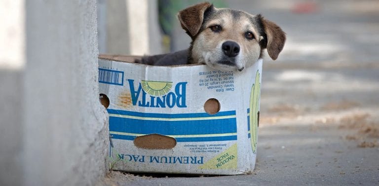 Se celebra en todo el mundo el “Día del perro sin raza” y difunden la campaña “comprar menos y adoptar más”