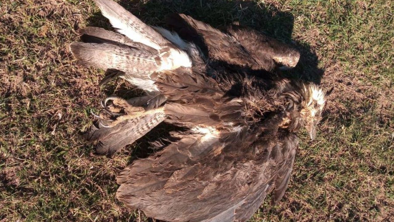 Telén: encuentran muerto un pichón de águila coronada, un ave en peligro de  extinción – 