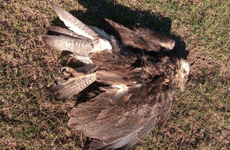 Telén: encuentran muerto un pichón de águila coronada, un ave en peligro de extinción
