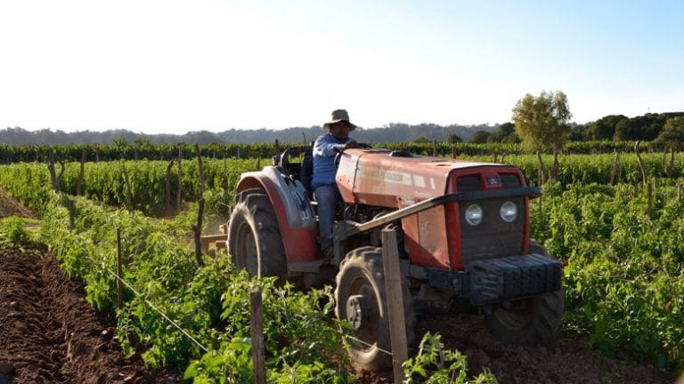 Agrarios mostraron su preocupación por los altos valores que pagan los consumidores y lo poco que percibe el productor