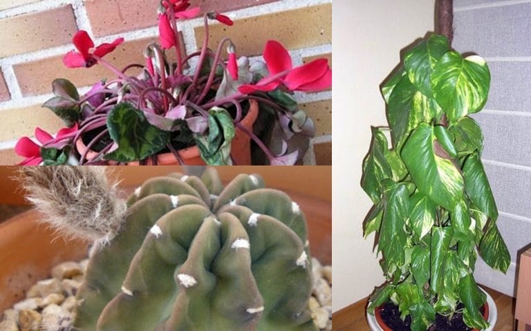 Para los amantes del Jardín: cómo, cuánto y cuándo regar