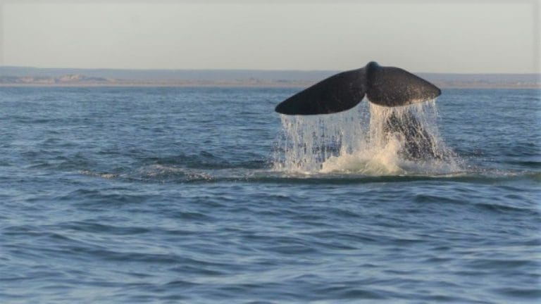 Un buzo registró con su drone la llegada de ballenas a Las Grutas