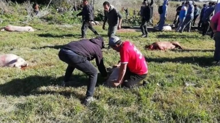 Coronel Vidal: Volcó un camión con cerdos y los vecinos de la zona los carnearon, la Policía detuvo a más de 20 personas