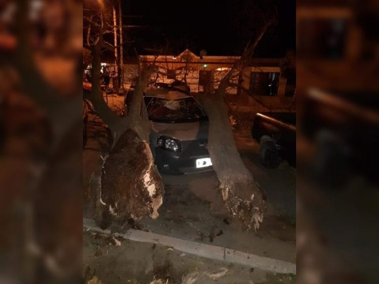 Santa Rosa: ráfagas de casi 70 km/h tiraron un viejo árbol que cayó sobre un vehículo