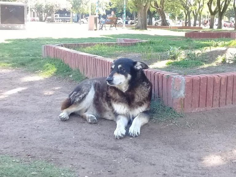 La muerte de “la gorda del centro” dejó nuevamente sobre la mesa la problemática de los perros callejeros