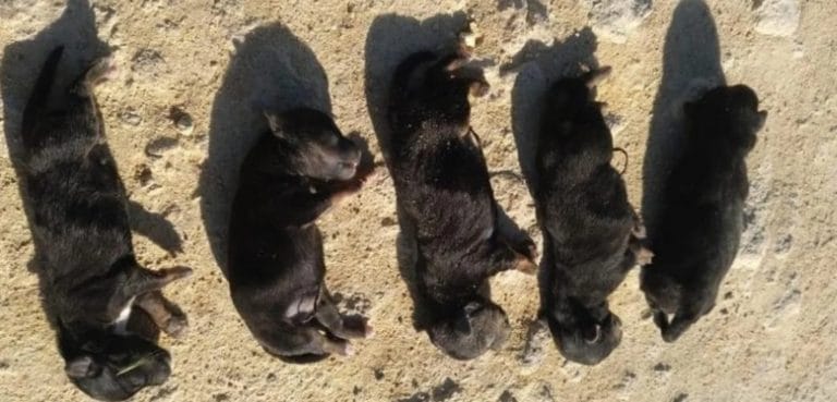 Conmoción en España: detienen a un hombre por matar a golpes a cinco cachorros recién nacidos