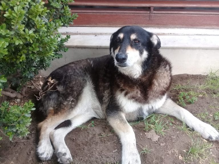 ¡Enorme tristeza en General Pico!: La perra conocida como “la gorda del centro” murió tras ser atropellada en calle 13 y 20