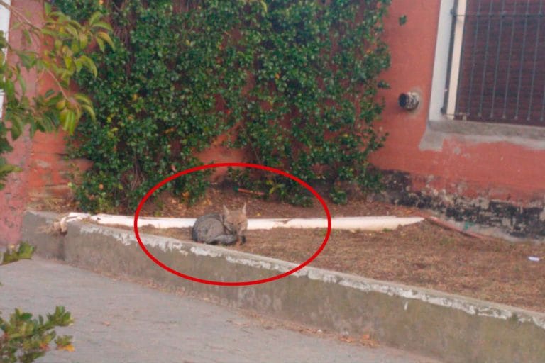 La foto del día: Un zorro a 6 cuadras del centro de General Pico