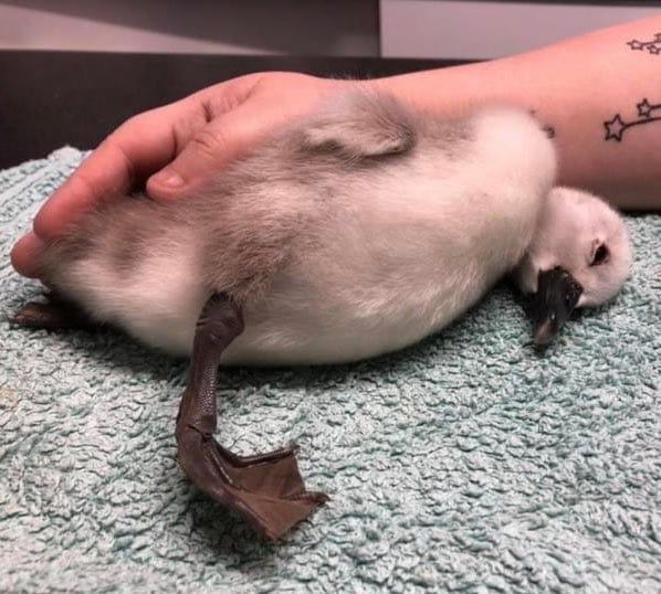 Indignante: un runner pateó a un cisne bebé y le provocó daño cerebral severo