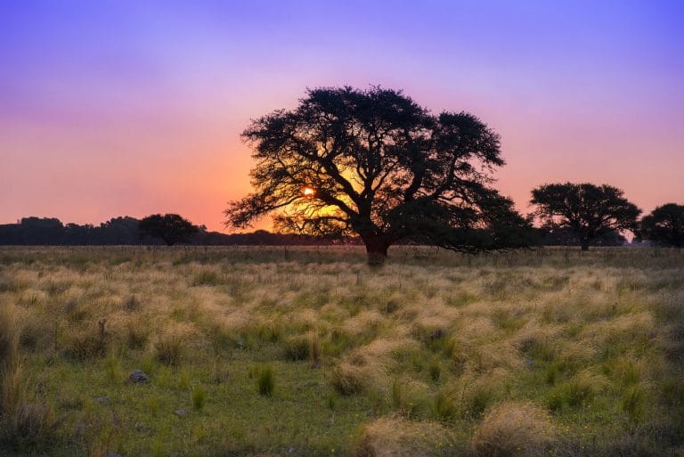 Hoy es el Día Mundial del Medio Ambiente: “Enseñar a cuidarlo… es valorar la vida”