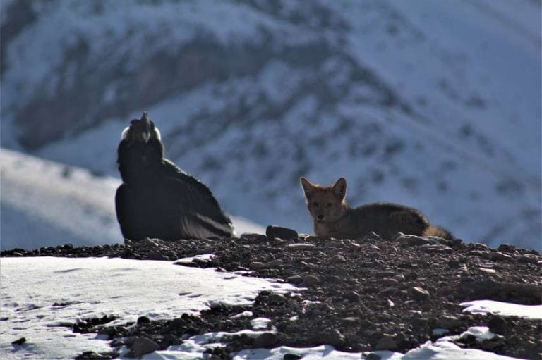 Impactante foto tomada en el Aconcagua: Un cóndor y un zorro, dos íconos de la fauna autóctona “posando” juntos