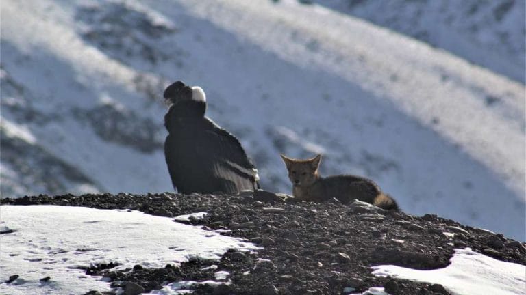 Se volvió viral: ¿Qué hay detrás de la impactante foto de un cóndor y un zorro juntos en el Aconcagua?