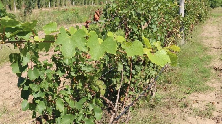 El primer vino del norte de La Pampa se produce en Pichi Huinca: “Estamos a un mes de tener unos 250 litros”