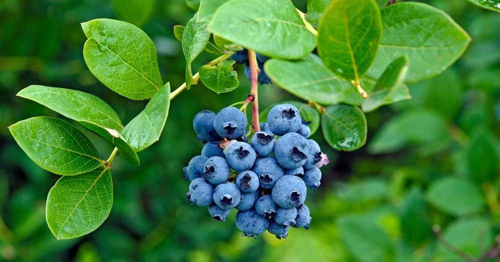 Hoy vamos a hablar de frutales