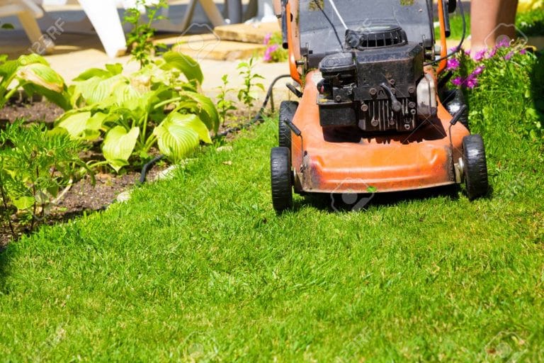 Estas son las tareas de junio para el Jardín