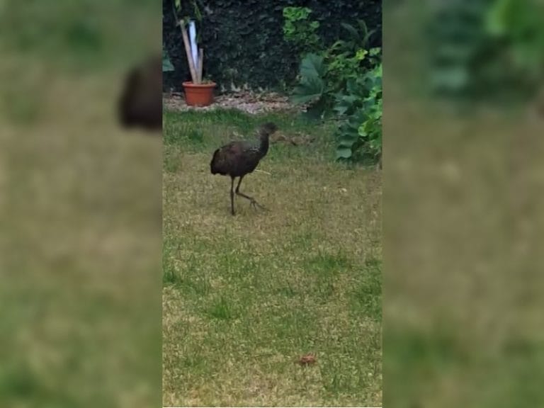 Extraña visita: Le apareció un ave poco común en su patio
