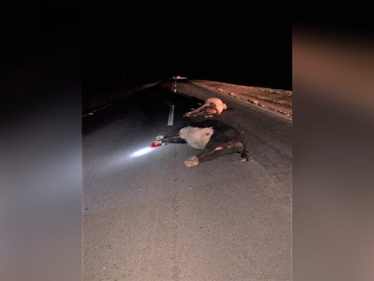 Un camión impactó con dos vaquillonas en la Ruta 35 al sur de Eduardo Castex