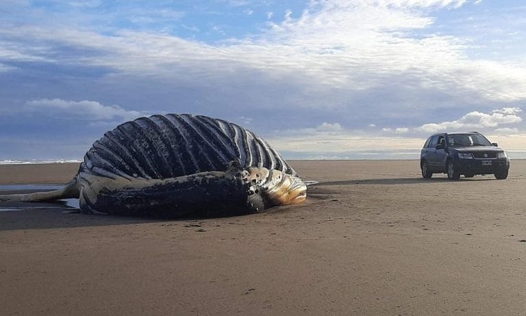 Apareció una imponente ballena muerta en la costa de Marisol, partido de Coronel Dorrego