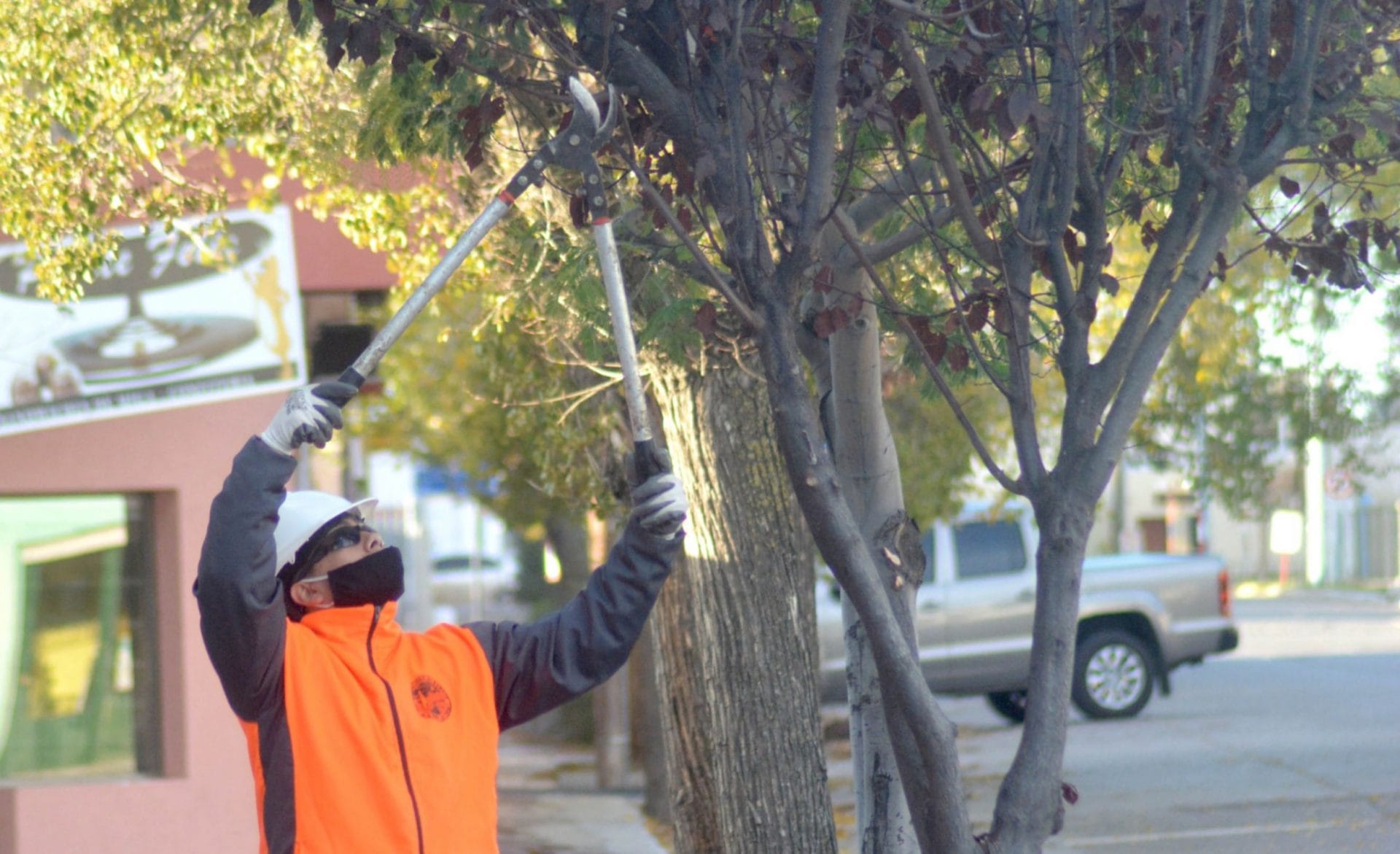 Atención vecinos: el municipio recuerda que no se puede podar o quitar árboles sin la autorización respectiva
