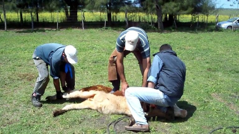 Un trabajador rural resultó herido de arma blanca cuando capaba a un animal