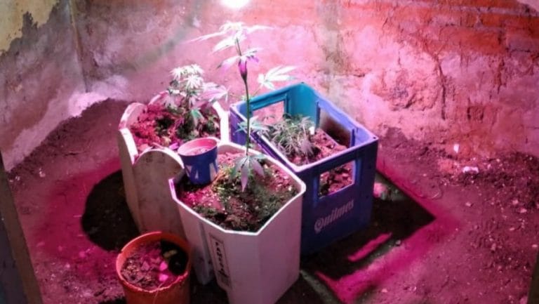 Allanamiento por “fiesta clandestina” en General Pico: La Policía secuestró alcohol y siete plantines de marihuana