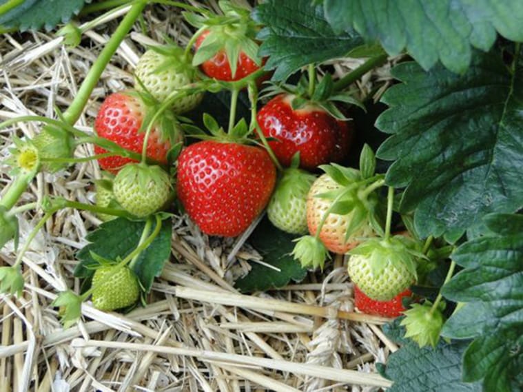 Hoy hablaremos de otras alternativas de frutales para nuestro Jardín