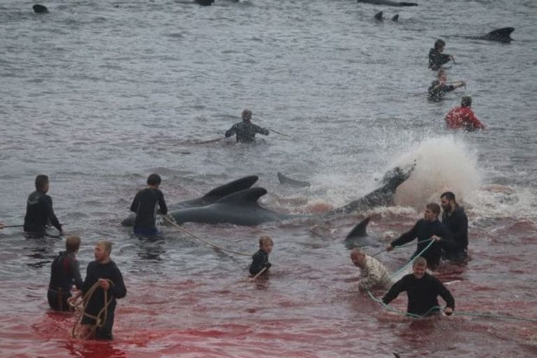 Islas Feroe: sacrifican a 250 ballenas en un ritual y la sangre tiñe de rojo el mar