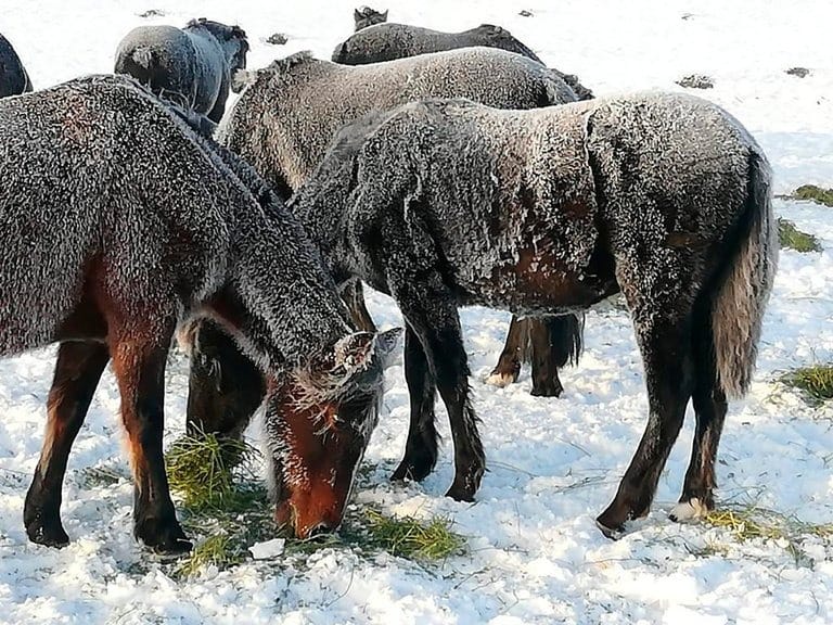 Por las intensas nevadas se declaró la emergencia agropecuaria en Río Negro