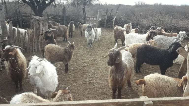 “Abrigando el noroeste pampeano”: un grupo de piquenses viaja a Santa Isabel para llevar ayuda a los crianceros de chivas