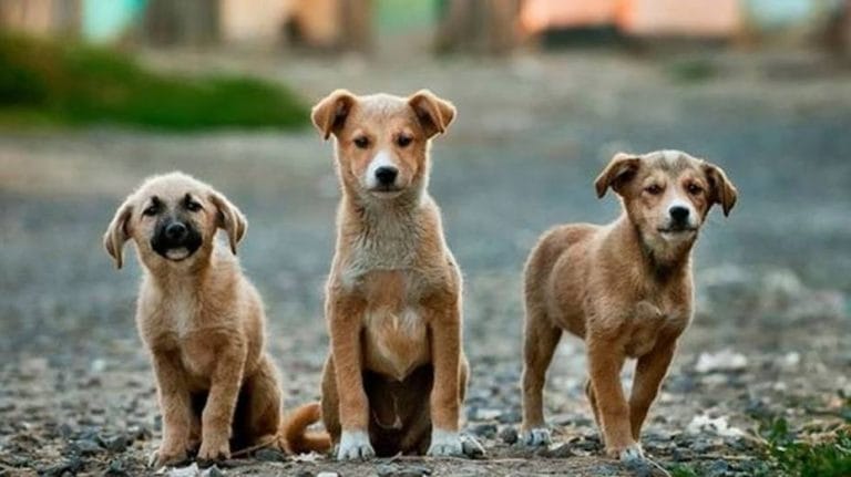 Hoy se conmemora el Día del Perro Callejero, conocé su origen y sus objetivos