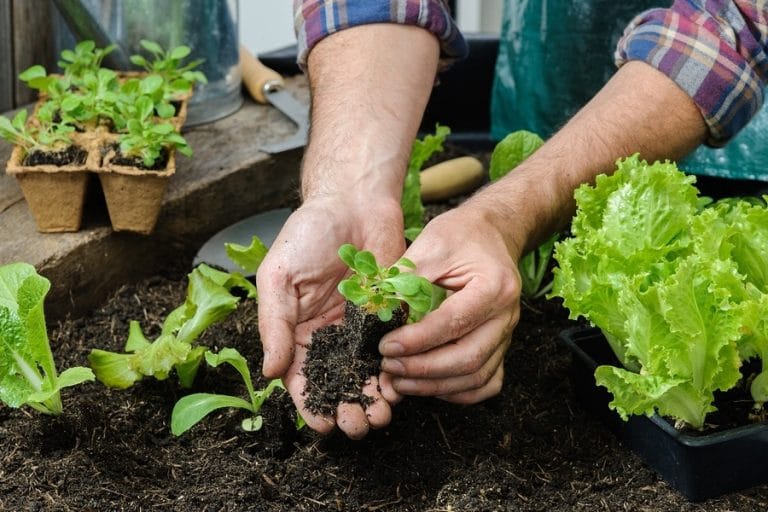 Se viene el tercer encuentro del ciclo de capacitaciones en Huerta Familiar