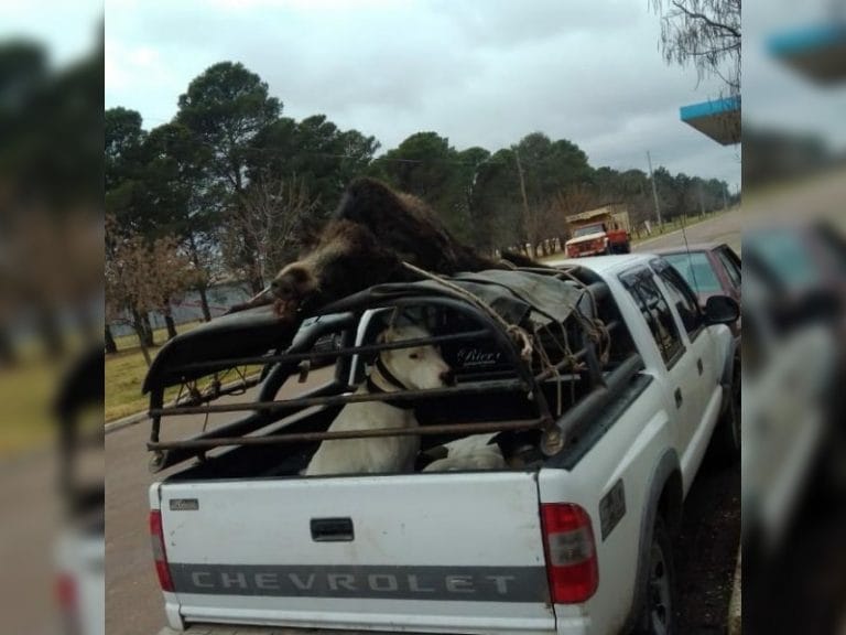 Cazadores circulaban con libretas adulteradas, 6 perros y un chancho jabalí muerto