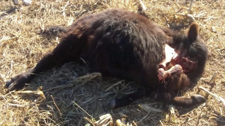 Pumas mataron una oveja y un vacuno en la zona rural de Van Praet