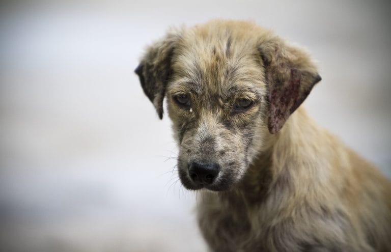 Durante la cuarentena se duplicaron los casos de perros abandonados en todo el país