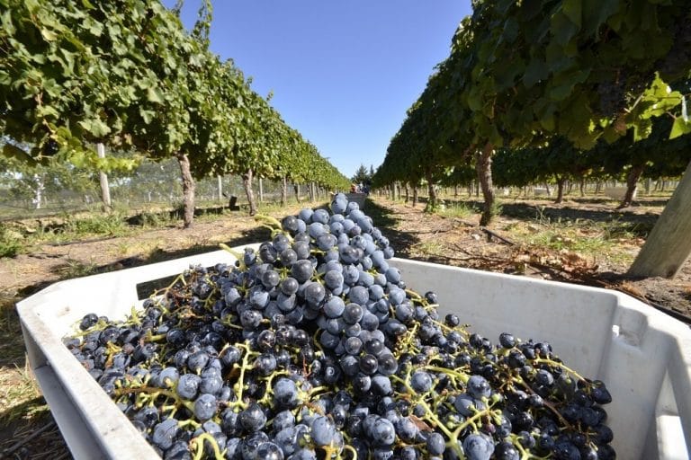 La Pampa se convierte en referente de la producción vitivinícola y ahora será parte de la Organización Mundial de Enoturismo