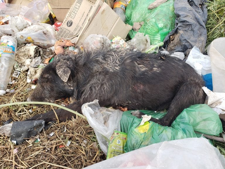 Una agrupación denunció la aparición de perros apuñalados en 25 de Mayo