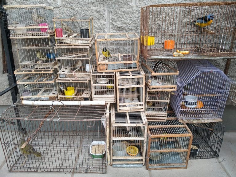 Seguridad Rural recuperó 22 ejemplares de aves nativas