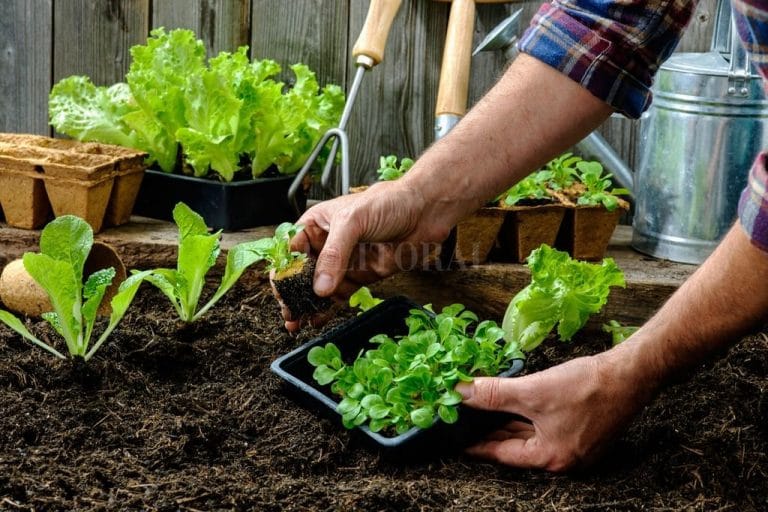 Último encuentro del ciclo de capacitación en huerta familiar