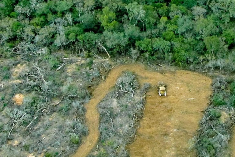 En cuarentena se deforestó en el norte de la Argentina el equivalente a una ciudad de Buenos Aires y media