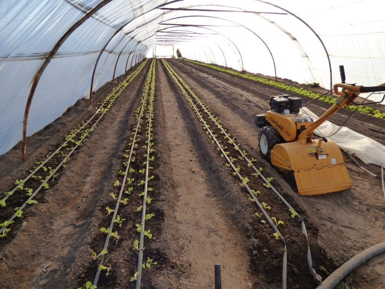 Producción de alcaparras, hornos de carbón y criadero de pollos son parte de los emprendimientos productivos que se impulsan en Conhello