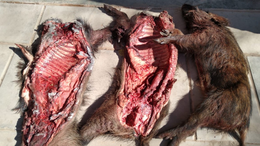 Personal de Seguridad Rural detuvo a cuatro cazadores ilegales y secuestró dos jabalíes en Toay