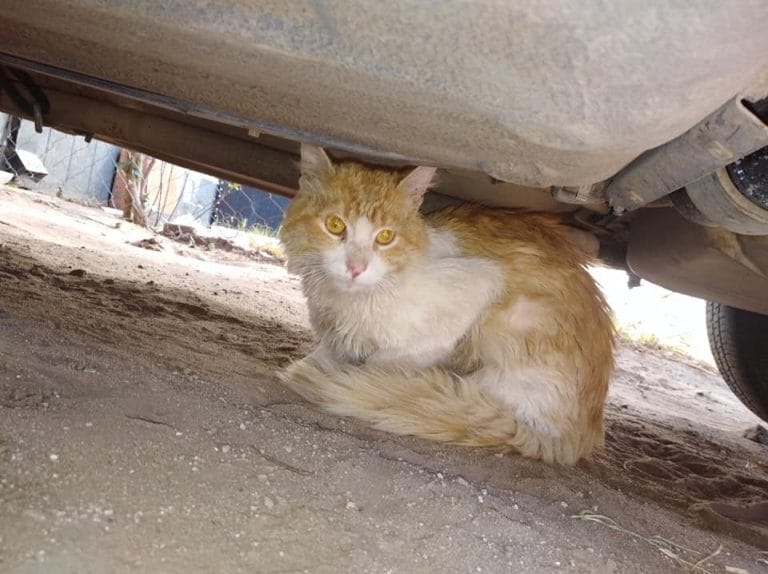 Barrio Federal: Organizan una rifa para operar a “Pepo”, un hermoso gato que apareció con una fractura en su pata