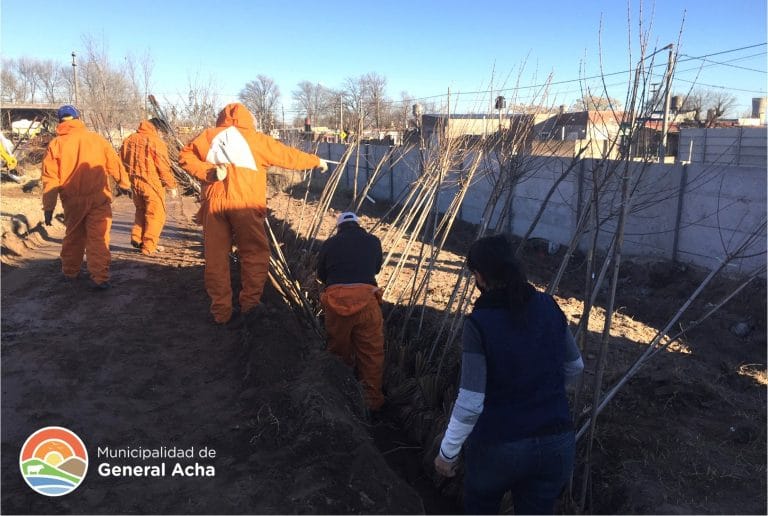 Empiezan a llegar los árboles para el Plan de Forestación en General Acha