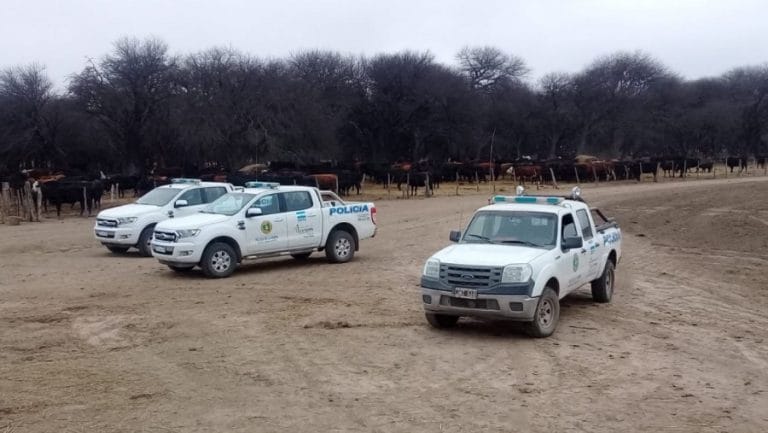 La Policía recuperó 337 vacunos robados en la zona de Rucanelo