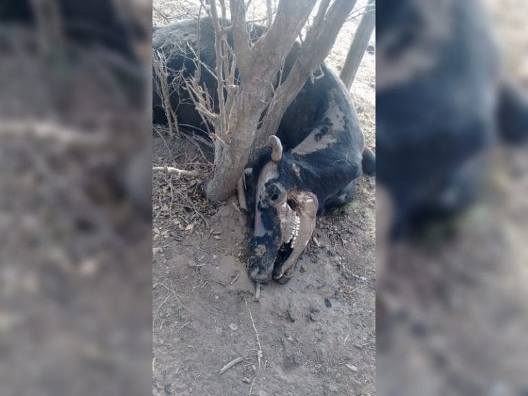 Salieron a andar en bicicleta y encontraron una vaca mutilada en Speluzzi