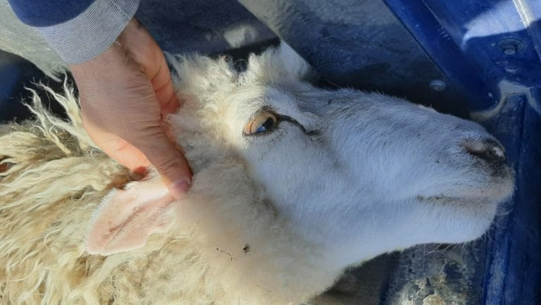 Seguridad Rural UR-IV recuperó 11 ovejas y demoró a una persona