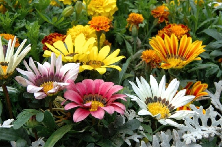 Hoy vamos a hablar de flores para todo el año