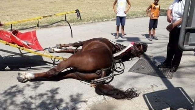 Maltrato animal: murió un caballo mientras tiraba de un carruaje con varios turistas en Italia