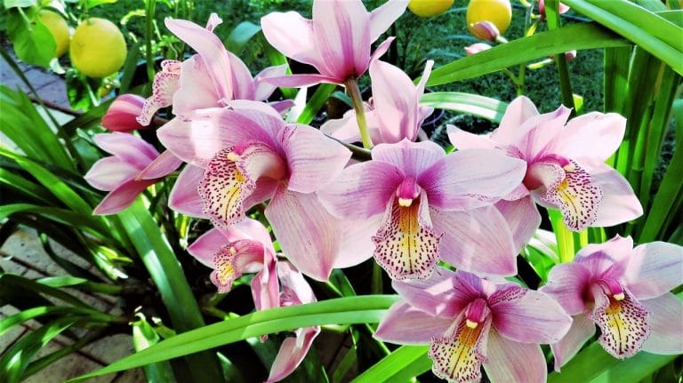 Hoy vamos a hablar de las tareas del jardín para agosto